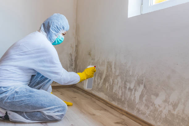 Licensed Mold Testing service in Somerset, PA - WQB Mold Removal